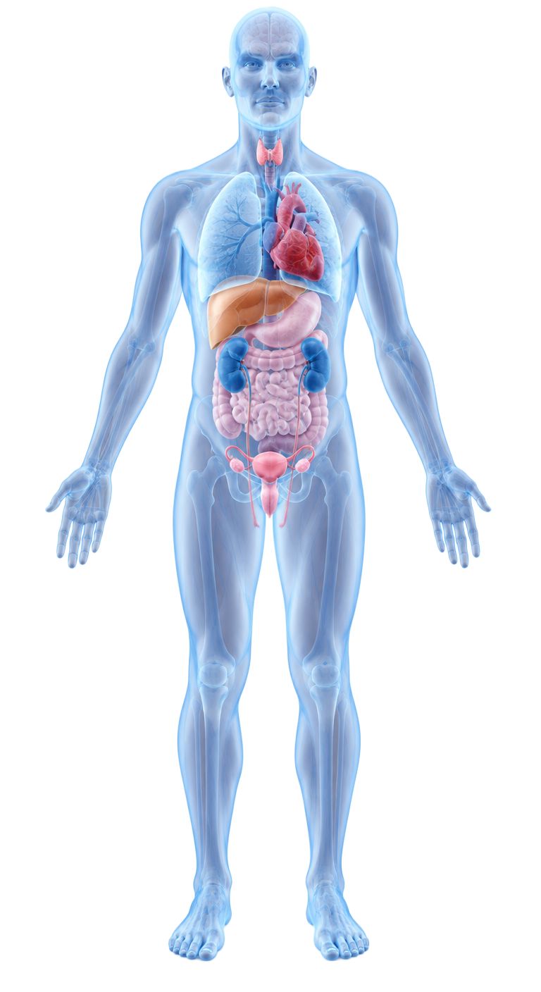 Anatomical body with visible internal organs